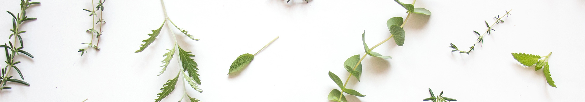 ハーブの葉っぱの画像