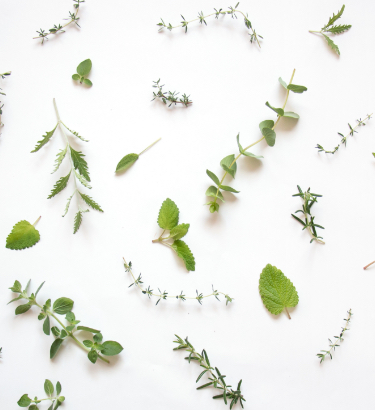 ハーブの葉っぱの画像